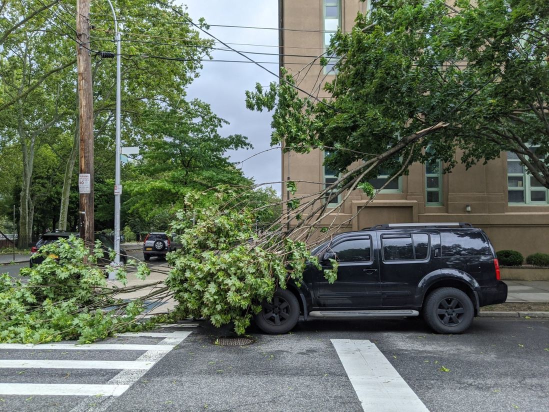 A tree's branch droops over a car